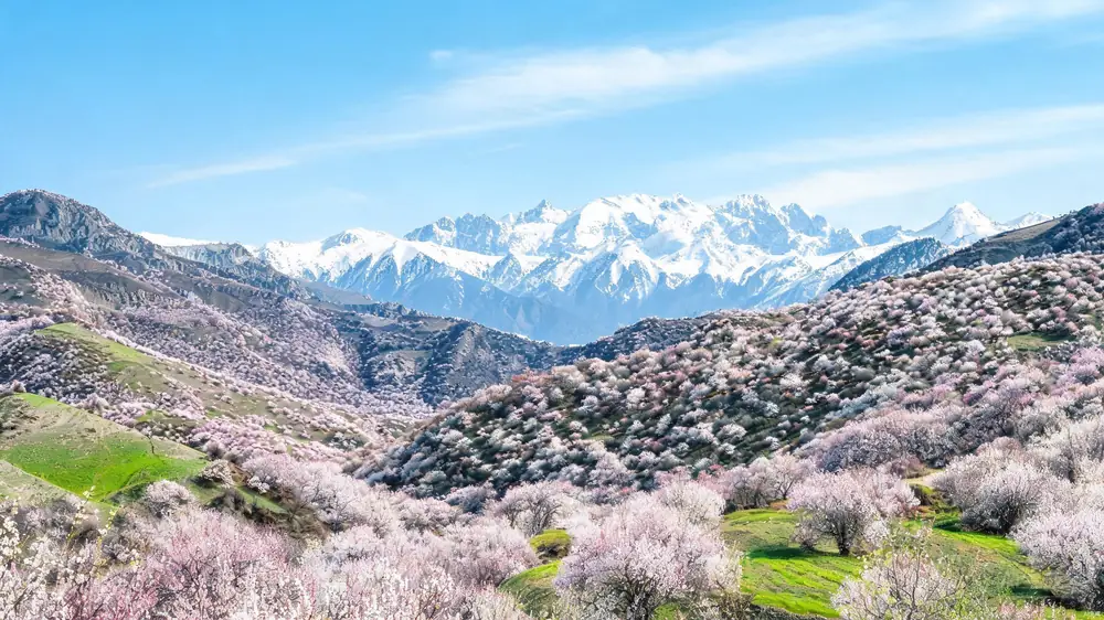 伊犁杏花沟,漫山遍野的粉白杏花