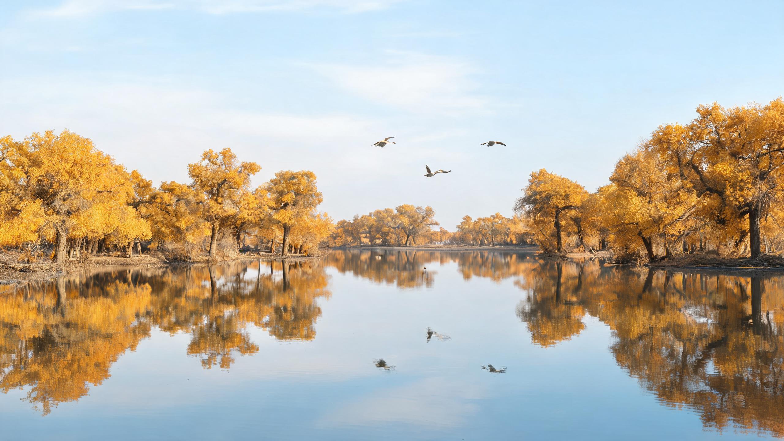 沙雁洲水上胡杨,金色倒影美如画