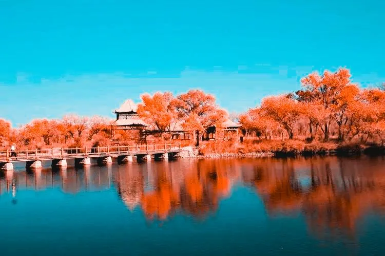 泽普金湖杨景区 - 作品5